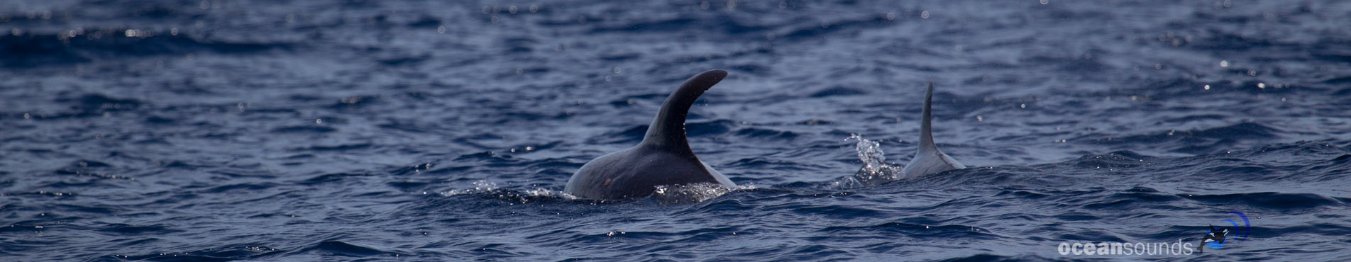 Pygmy sperm whale kogia breviceps