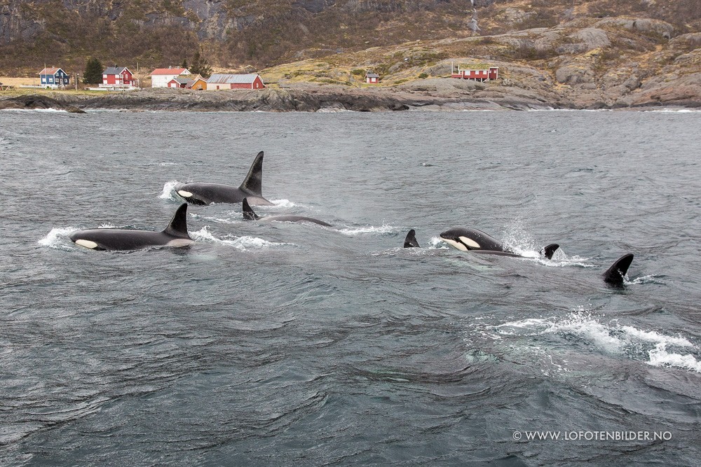 Orcas-EricFokke-2015-04