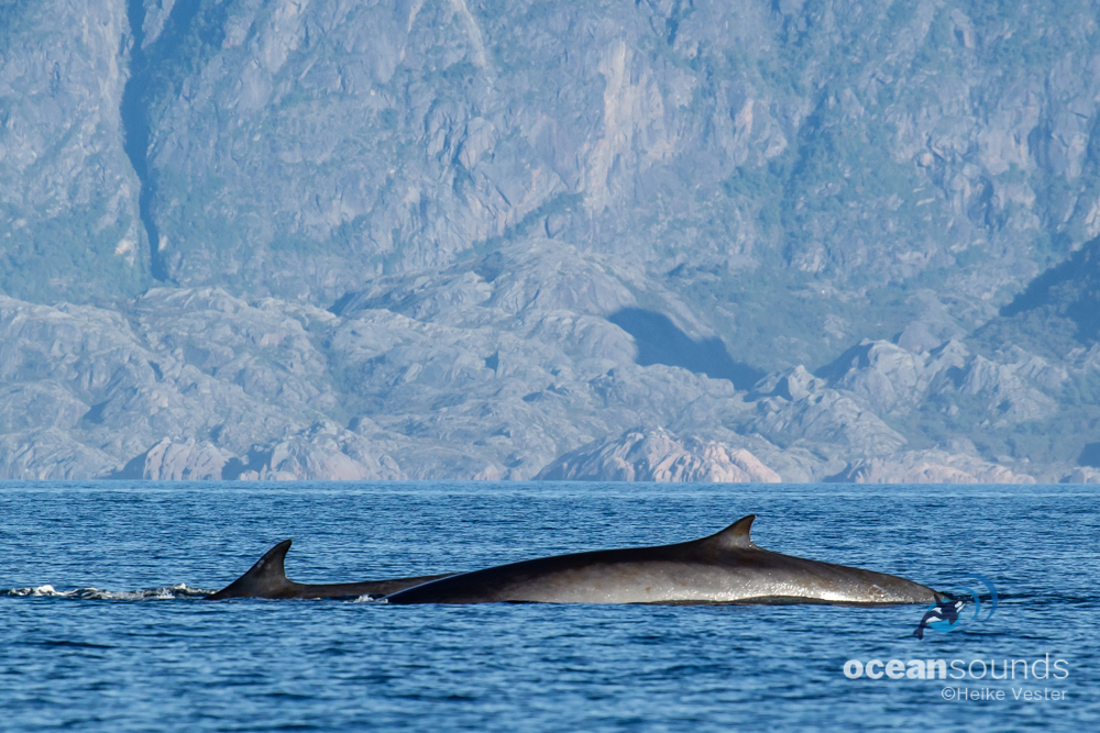 Marine Mammals in Chile – Ocean Sounds e.V.